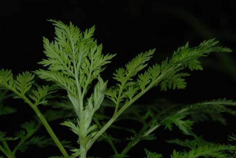 Armoise annuelle plante anti-cancer