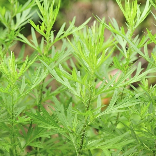L'Artemisia annua bio : contre le palu... et le cancer