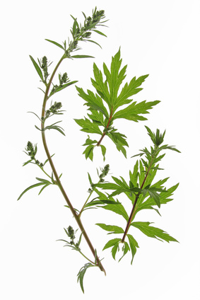 Gewöhnlicher oder Gemeiner Beifuss (Artemisia vulgaris), freigestellt vor weißem Hintergrund